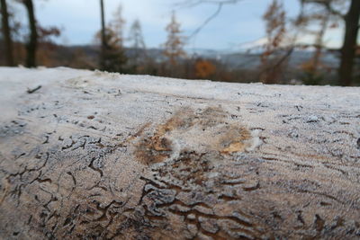 Close-up of snow on land