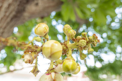 Close-up of berries on tree