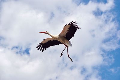 Low angle view of bird flying against sky