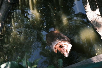 High angle portrait of woman swimming in lake