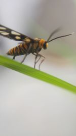 Close-up of insect on plant