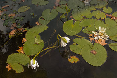 Close-up of lotus water lily in lake