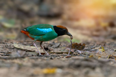 Close-up of bird perching on ground