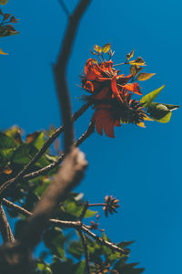 Low angle view of flower tree against blue sky