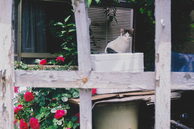 View of white cat on potted plant