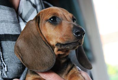 Midsection of owner holding dachshund