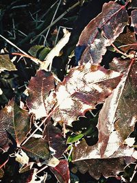 Autumnal leaves on tree