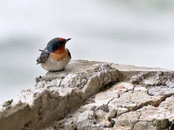 Close-up of bird perching on rock