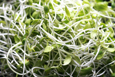 Full frame shot of fresh green plant