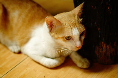 Close-up of ginger cat sitting