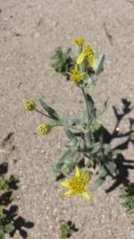 High angle view of yellow flowers blooming on field