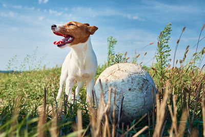 Dog looking away in a field