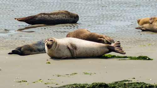 View of sheep resting on beach