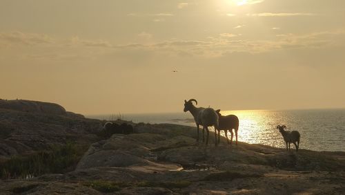 Horses in a horse at sunset