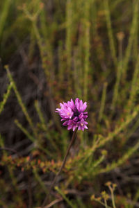 Close-up of flower blooming outdoors