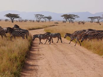 Zebra on landscape against sky