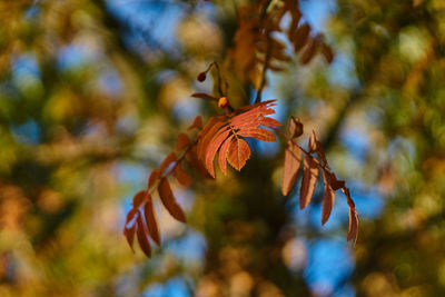 Close-up of autumnal leaves against blurred background