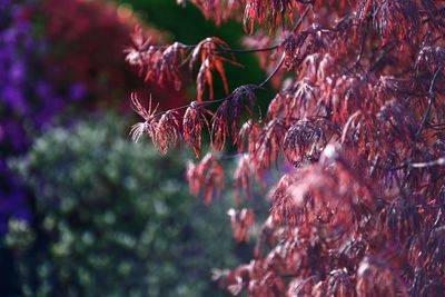 Deep red leaves