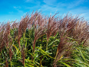 Close-up of stalks in field against sky