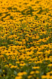 Full frame shot of yellow flowering plants on field