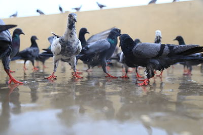 Ducks in a lake