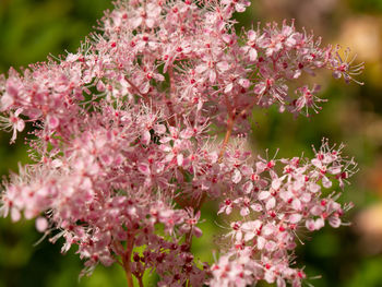 Close-up of pink cherry blossom