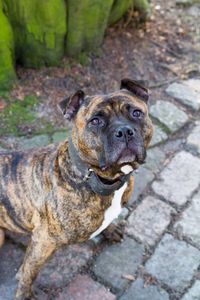 Portrait of dog standing outdoors