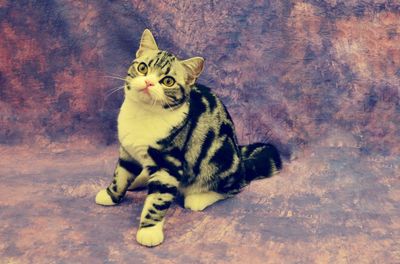 Portrait of cat sitting on floor