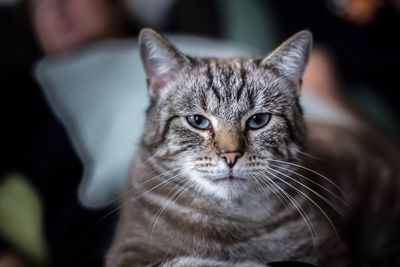 Close-up portrait of tabby cat