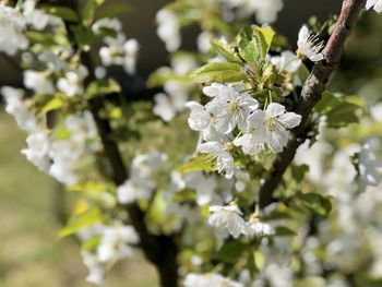 Close-up of white cherry blossom tree