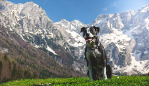 Portrait of dog on field against mountain