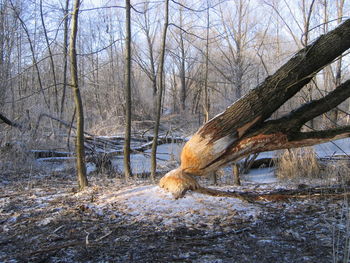 Dead tree on snow covered field against sky