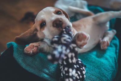 Close-up portrait of dog relaxing at home