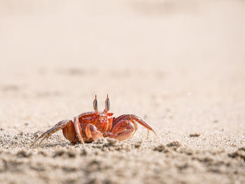 Close-up of crab on beach