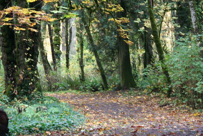 Trees in forest during autumn