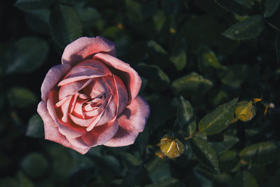 Close-up of rose plant