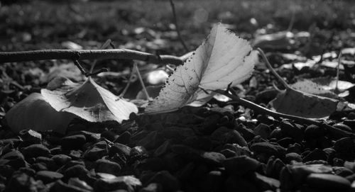 Close-up of dry leaves on land