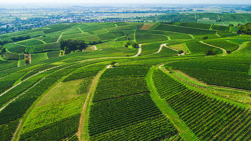 Scenic view of agricultural field