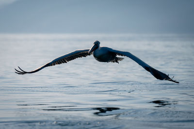 Bird flying over lake