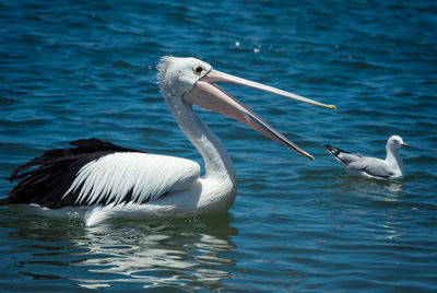 Close-up of pelican swimming in lake