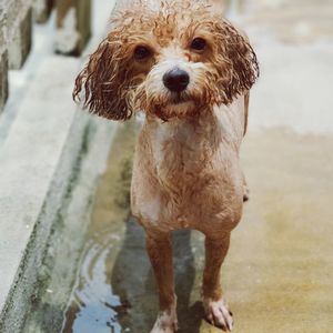 Portrait of dog standing in water