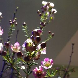 Close-up of flowers