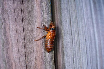 Close-up of bees on wood