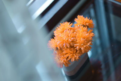 Close-up of orange flowering plant