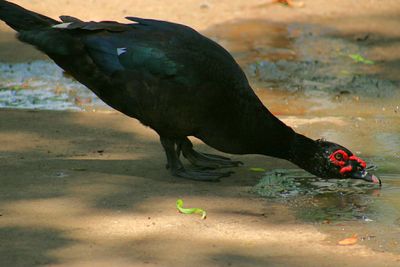 Close-up of duck in water