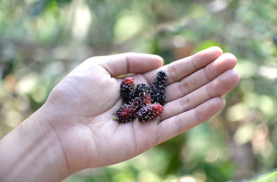 Close-up of hand holding fruits