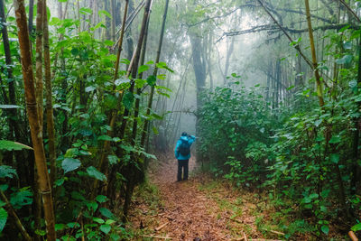 Rear view of man walking in forest