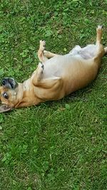 Dog relaxing on grassy field