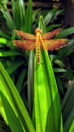 Close-up of insect on flower