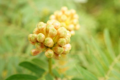 Close-up of flowering plant on field